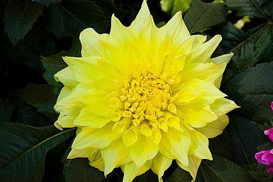 《空之轨迹 the 1st》角色预告片：雪拉扎德·哈维